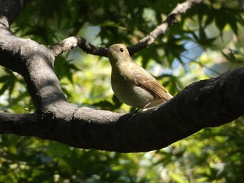 キビタキ 長居公園植物園 2017年10月26日(木)