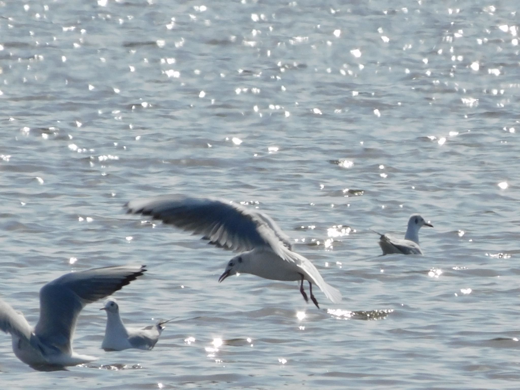 ふなばし三番瀬海浜公園 ユリカモメの写真 by ucello