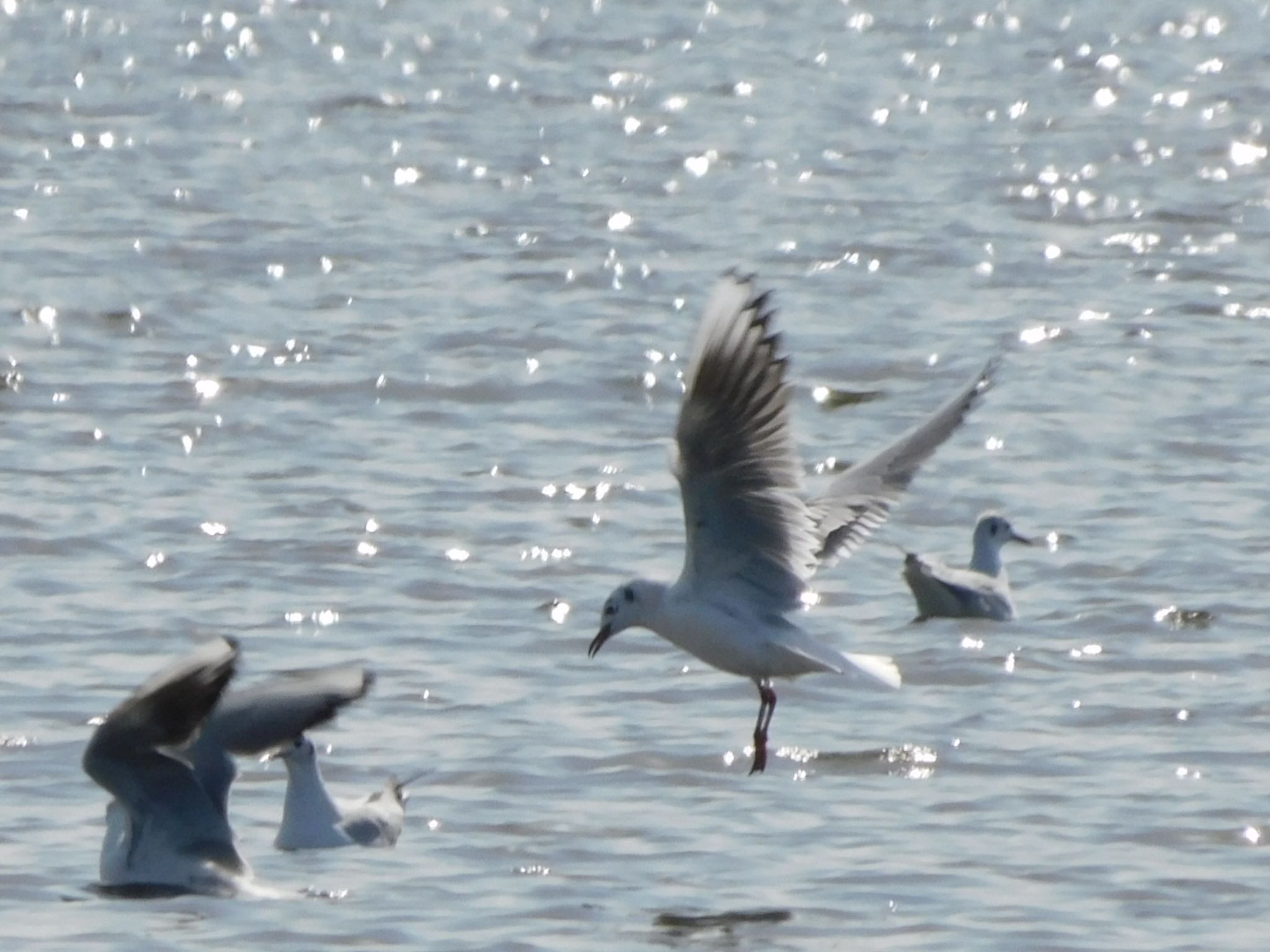 ふなばし三番瀬海浜公園 ユリカモメの写真 by ucello