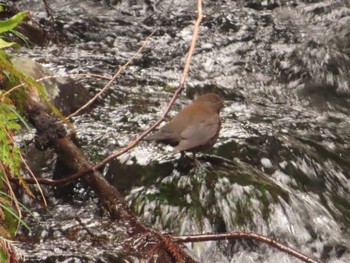 2022年3月21日(月) 猪之頭の野鳥観察記録