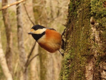 2022年3月21日(月) 丸火自然公園の野鳥観察記録