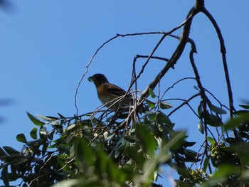 Brambling Nagai Botanical Garden Thu, 10/26/2017