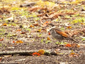 Dusky Thrush Nara Park Sun, 3/20/2022