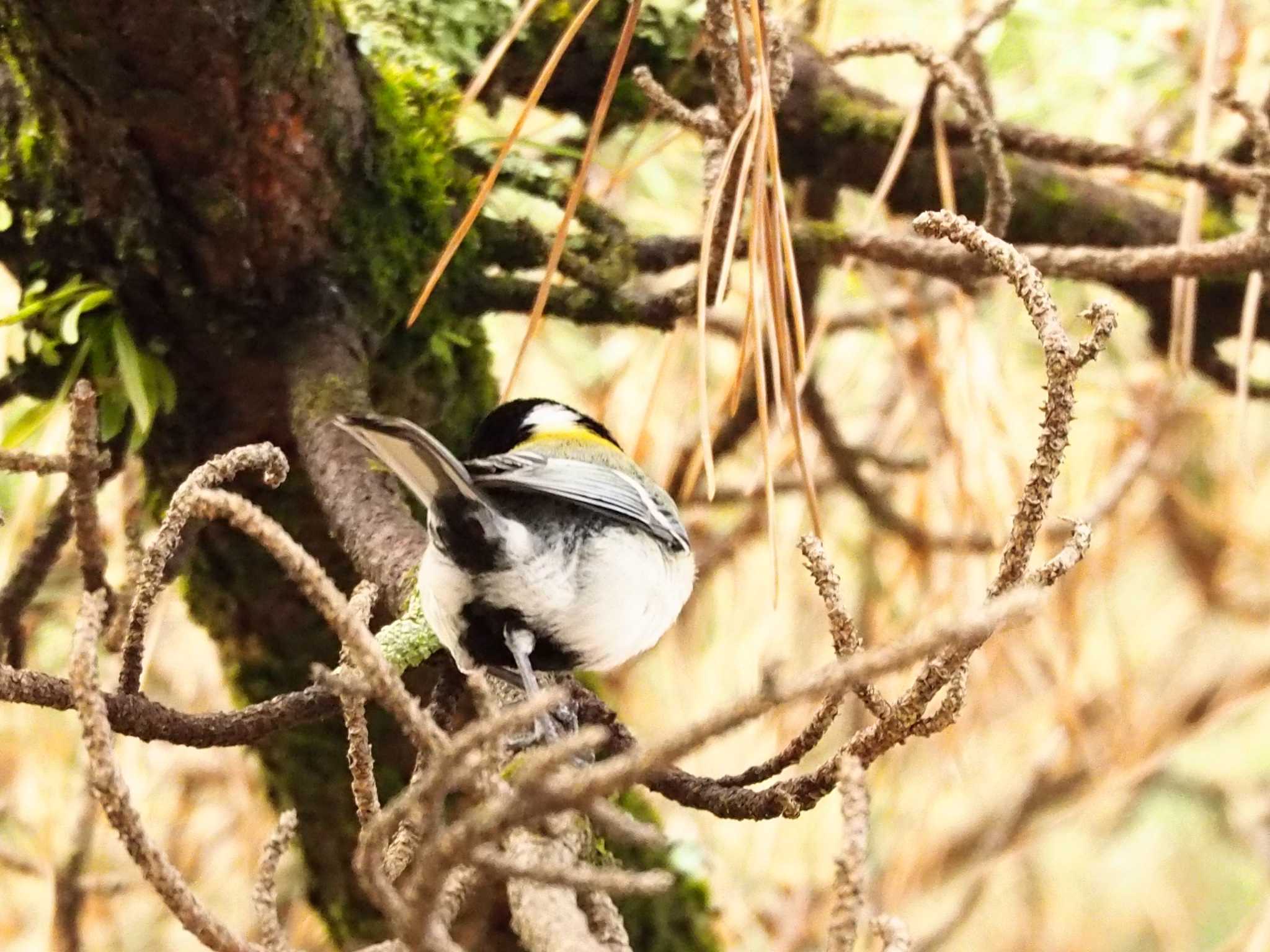 Japanese Tit