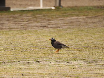 2022年3月20日(日) 奈良公園の野鳥観察記録