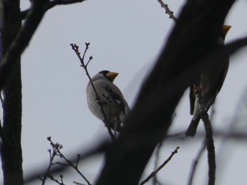 2022年3月21日(月) 光が丘公園の野鳥観察記録