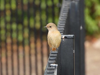 Sun, 3/20/2022 Birding report at Hattori Ryokuchi Park