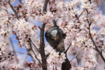 ヒヨドリ 埼玉黒目川 2022年3月20日(日)