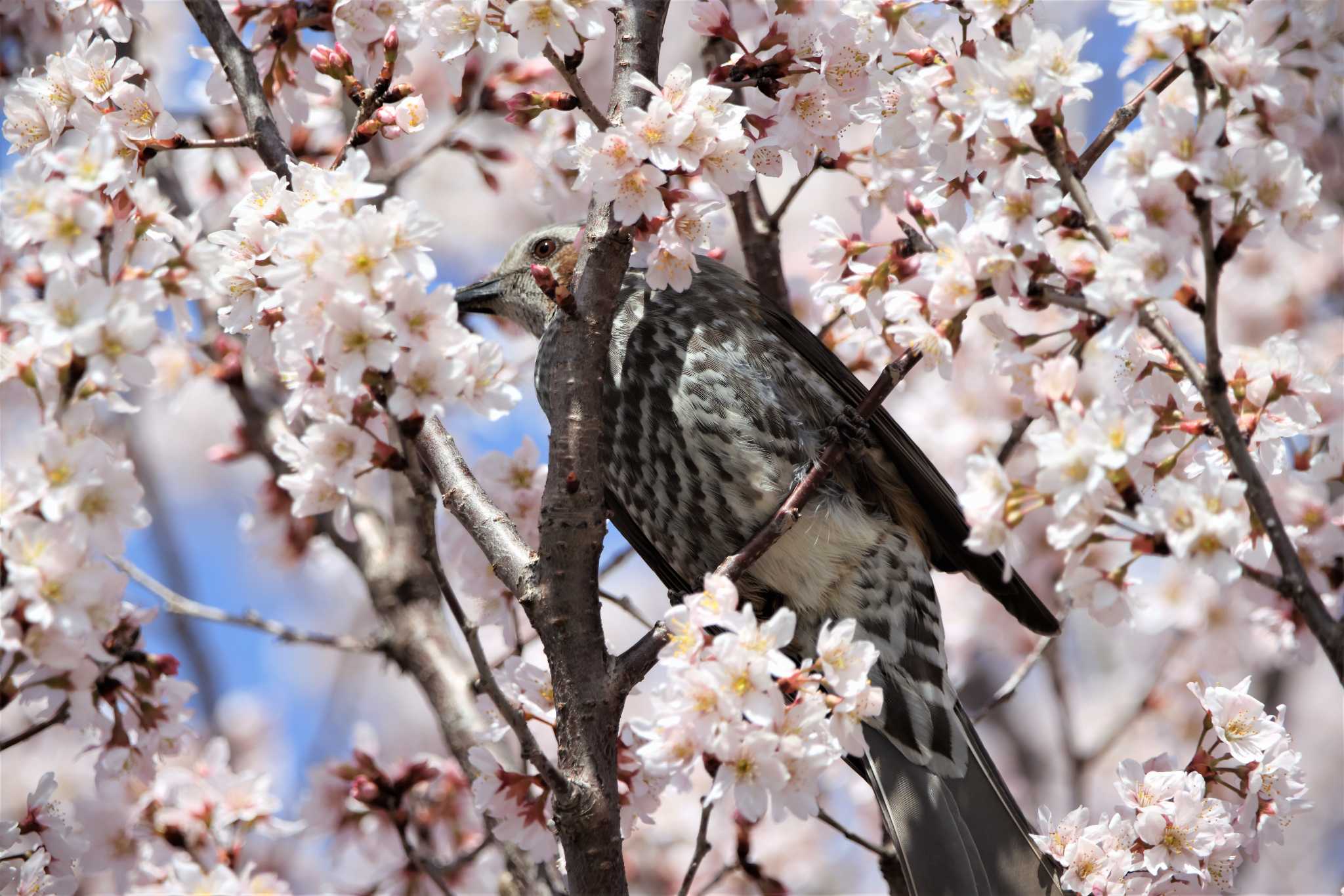 桜とヒヨドリ by momonga2021