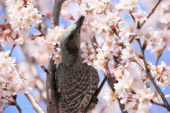 ヒヨドリ 埼玉黒目川 2022年3月20日(日)