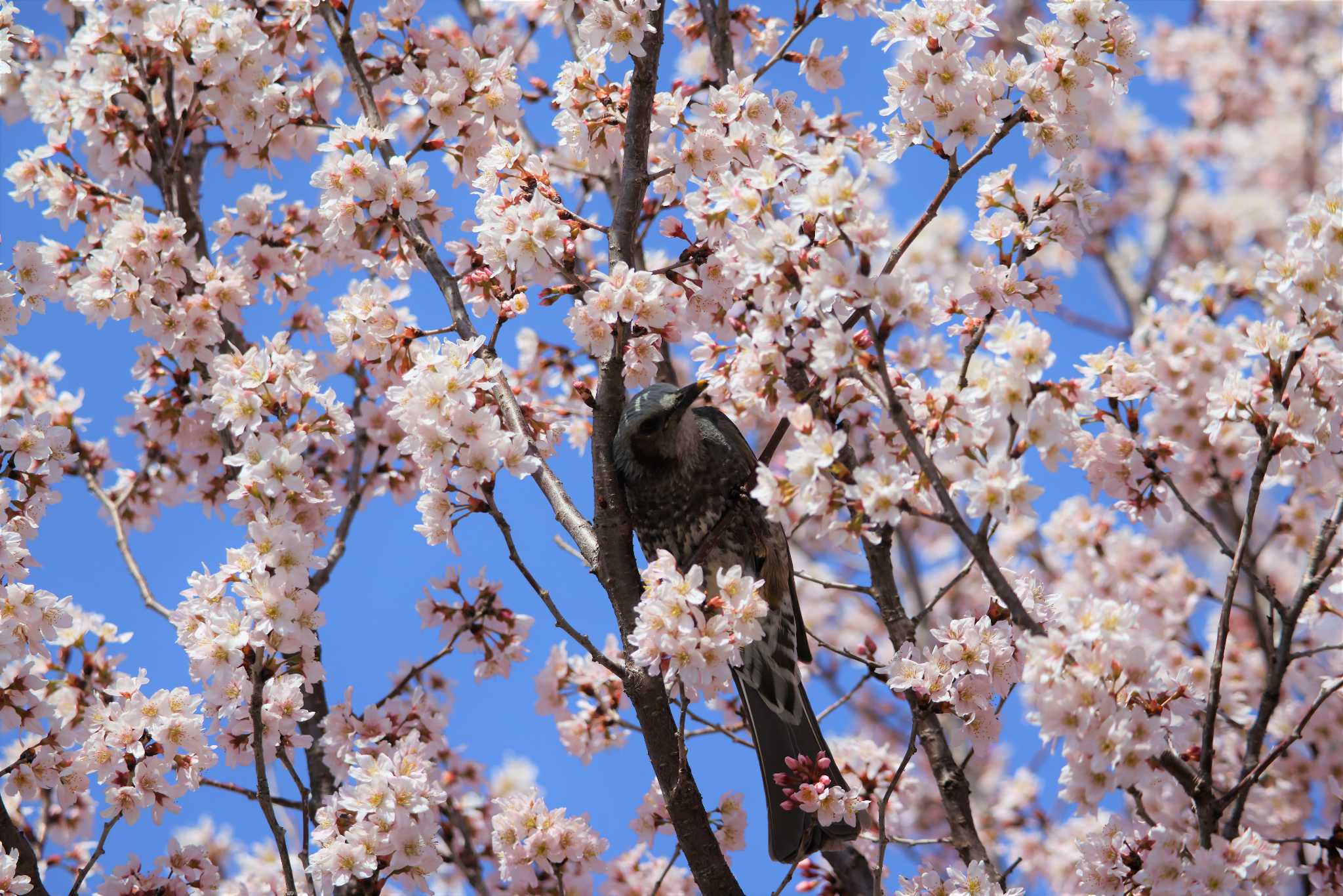 桜とヒヨドリ by momonga2021