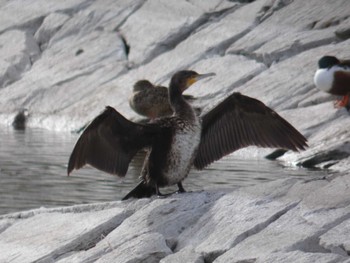 2022年3月21日(月) 波志江沼環境ふれあい公園の野鳥観察記録