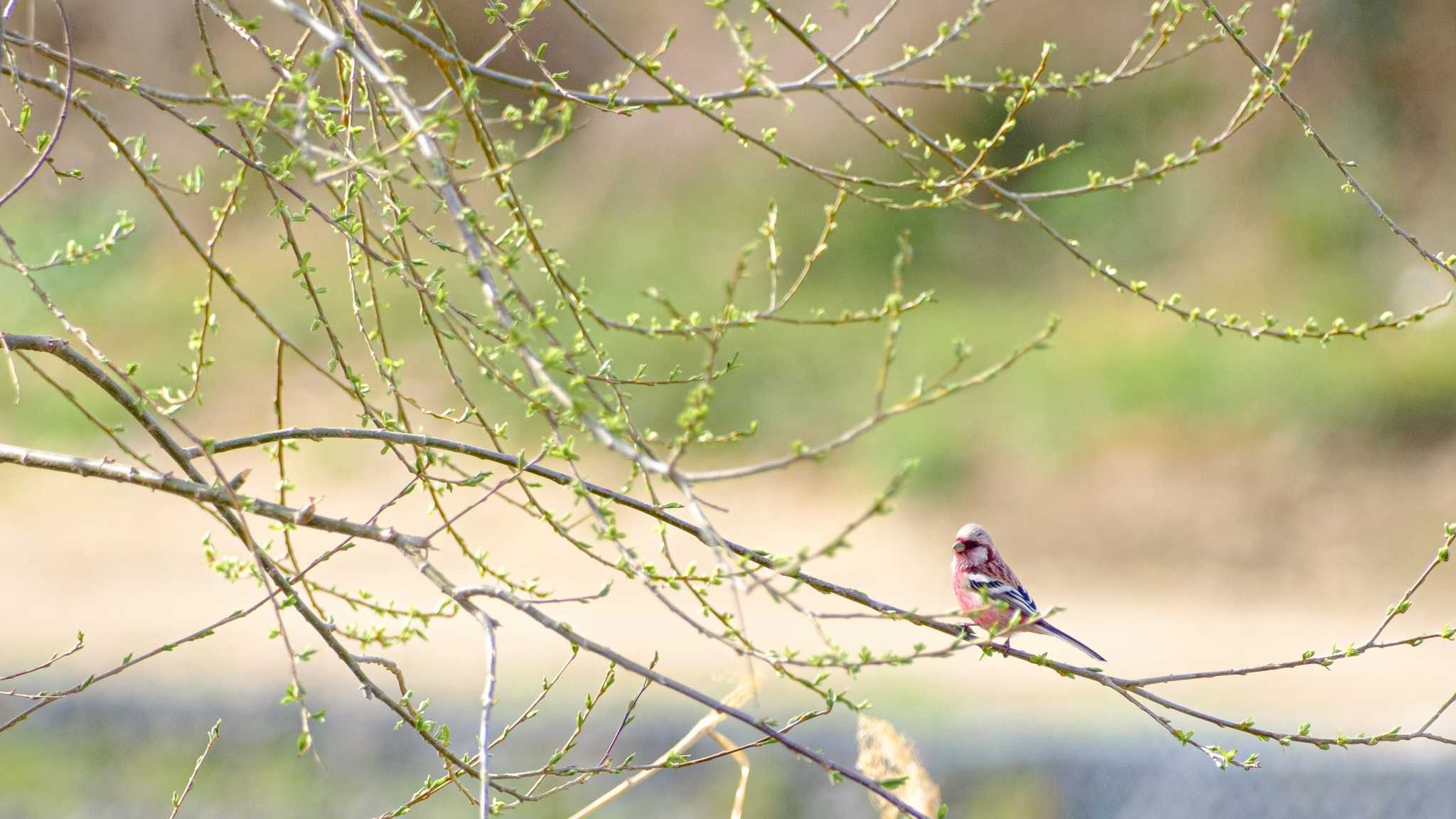 Photo of Siberian Long-tailed Rosefinch at 宇治川 by ももたろう