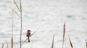 Bull-headed Shrike 宇治川 Mon, 3/21/2022