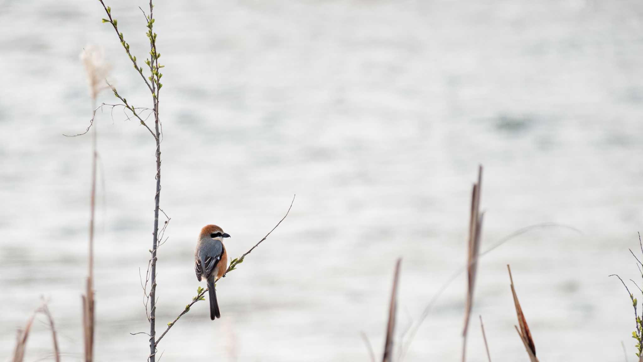 Bull-headed Shrike