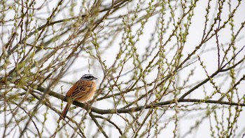 Meadow Bunting 宇治川 Mon, 3/21/2022