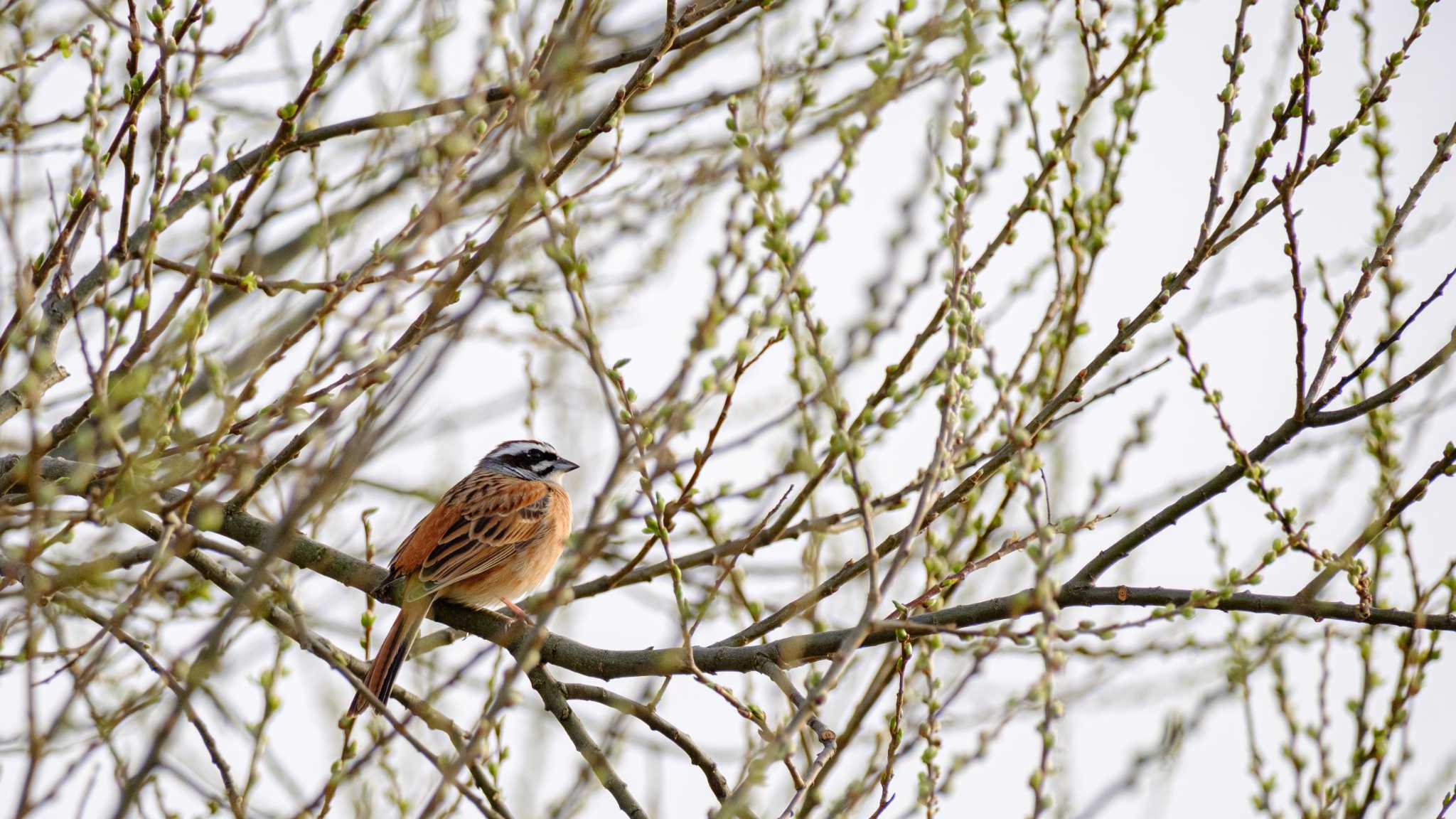 Photo of Meadow Bunting at 宇治川 by ももたろう