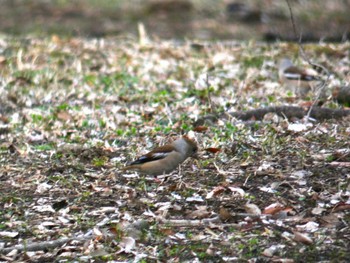 Mon, 3/21/2022 Birding report at 大室公園