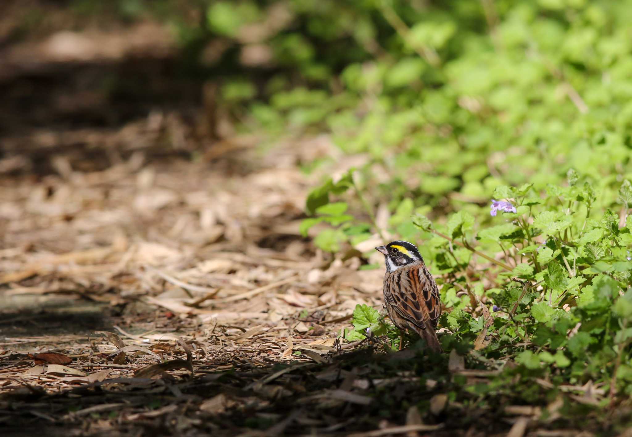 Photo of Yellow-browed Bunting at Hegura Island by Trio