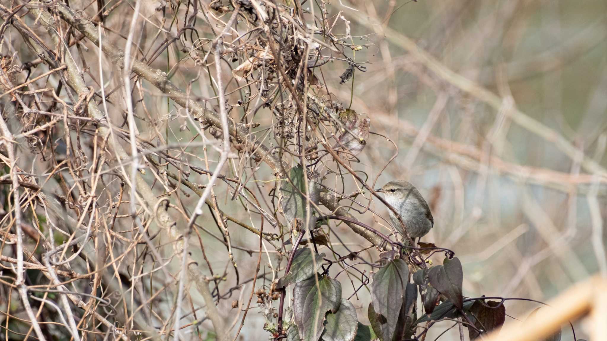 Photo of Japanese Bush Warbler at 宇治川 by ももたろう