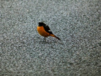 2022年3月20日(日) 嶺公園の野鳥観察記録