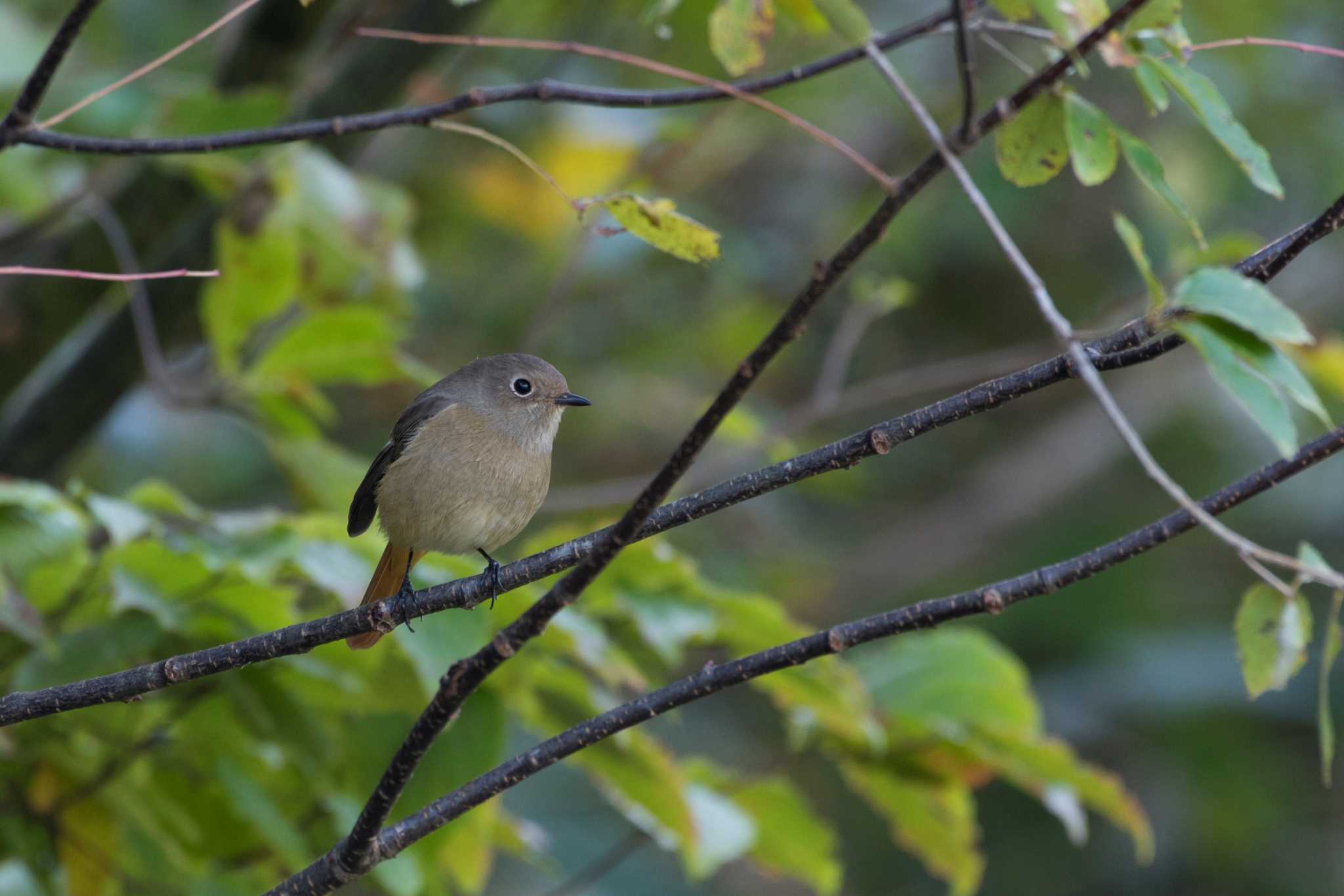Photo of Daurian Redstart at 滋賀県