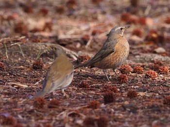 ハチジョウツグミ 武蔵野公園 2022年3月20日(日)