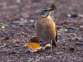 2022年3月20日(日) 武蔵野公園の野鳥観察記録