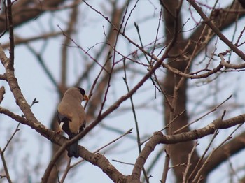 2022年3月21日(月) 巾着田曼珠沙華公園の野鳥観察記録