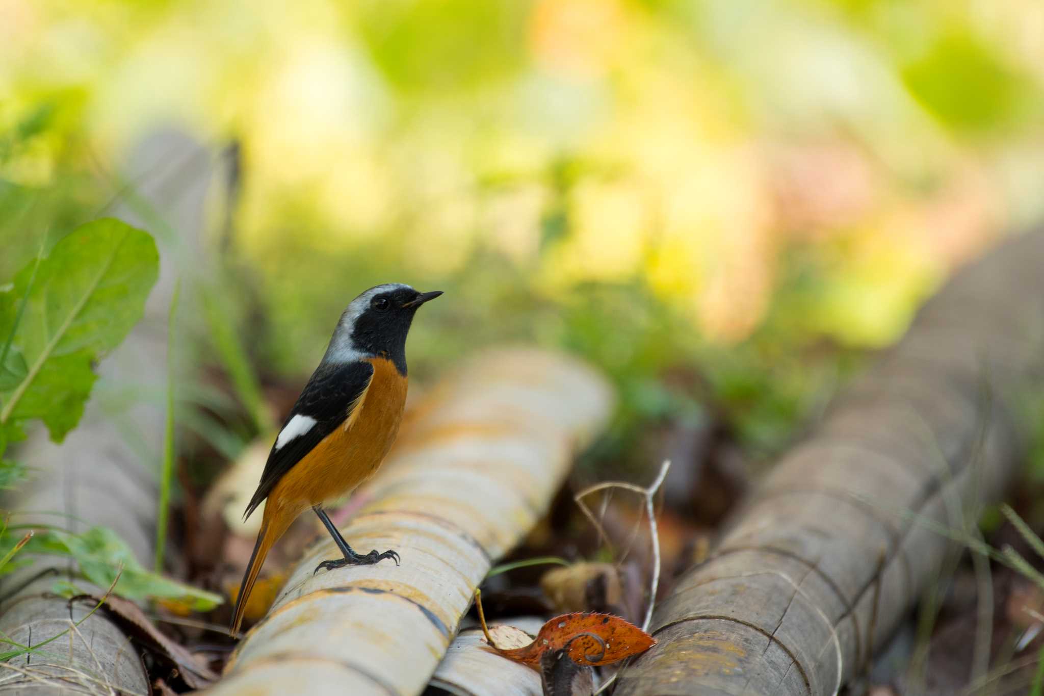 Photo of Daurian Redstart at 