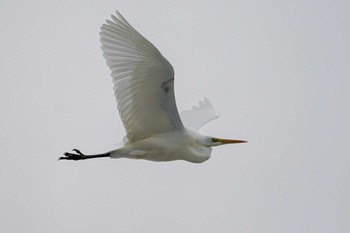 2022年3月20日(日) 真駒内公園の野鳥観察記録