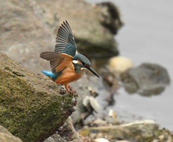 2017年10月24日(火) 谷津干潟の野鳥観察記録