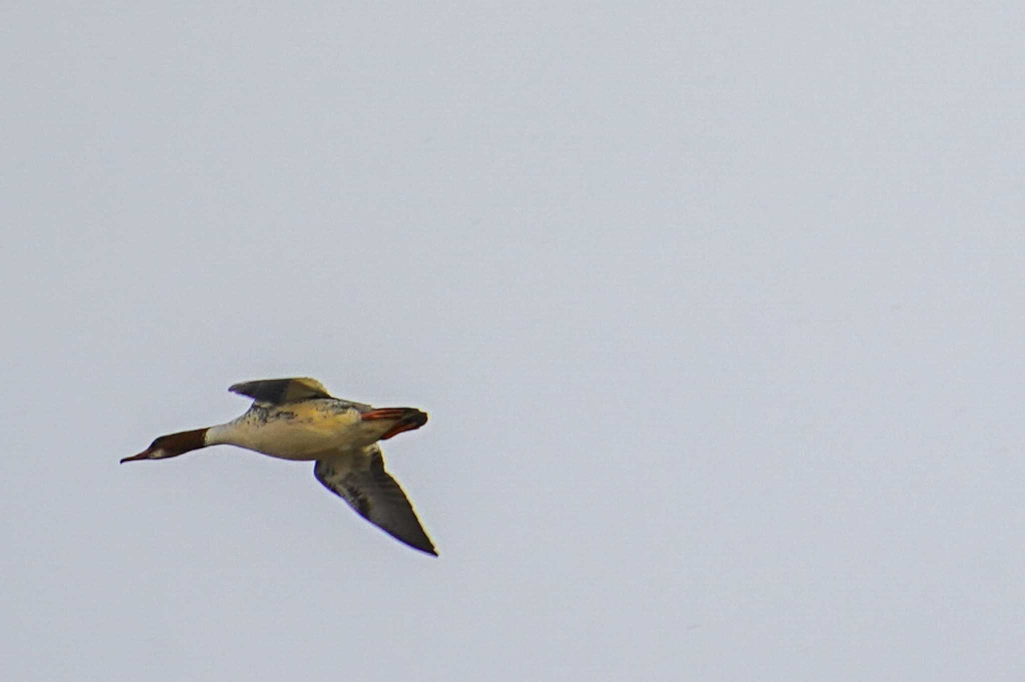 Common Merganser