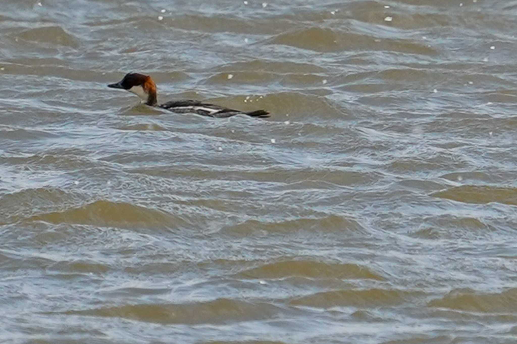 Smew