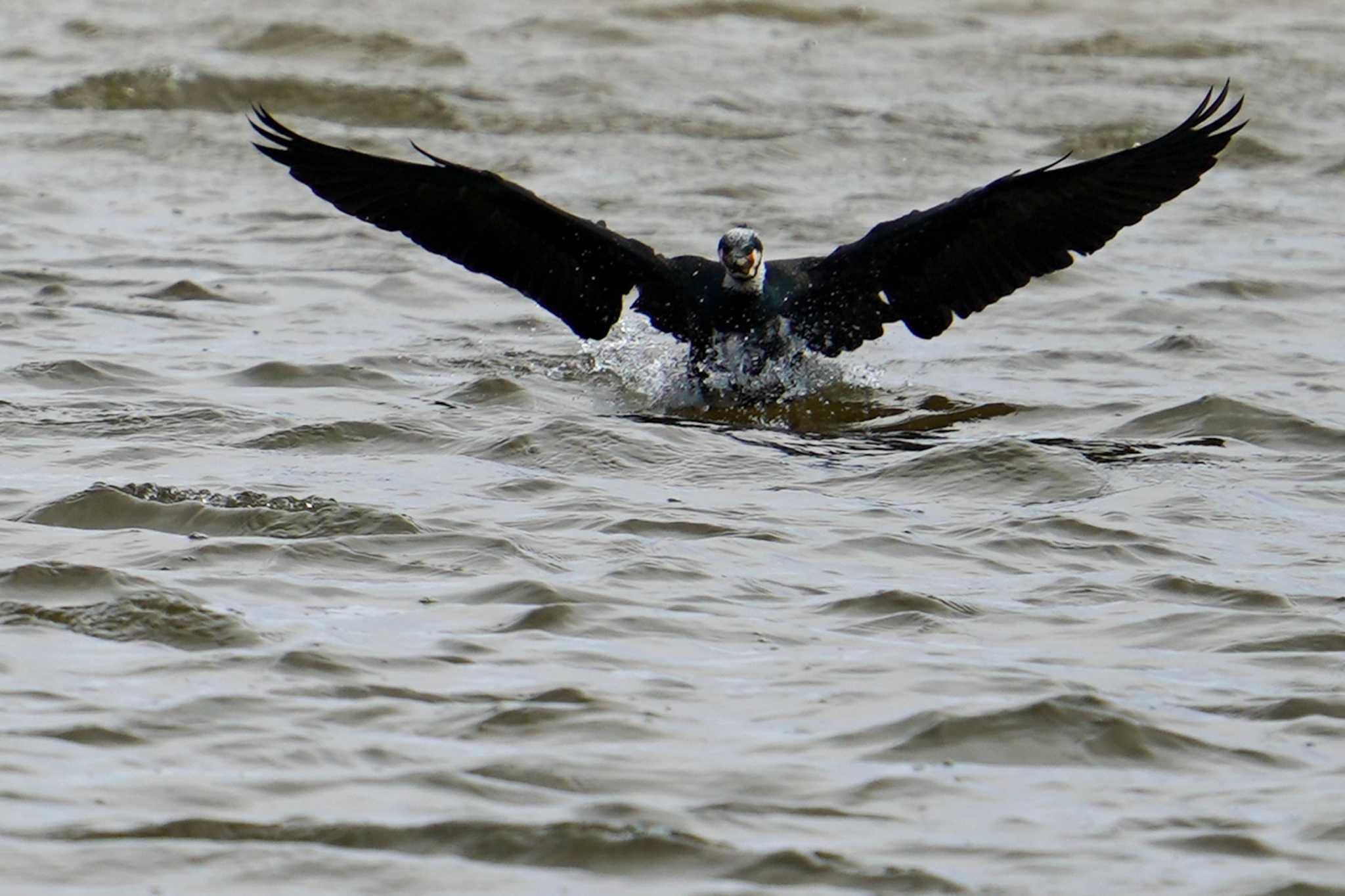 Great Cormorant