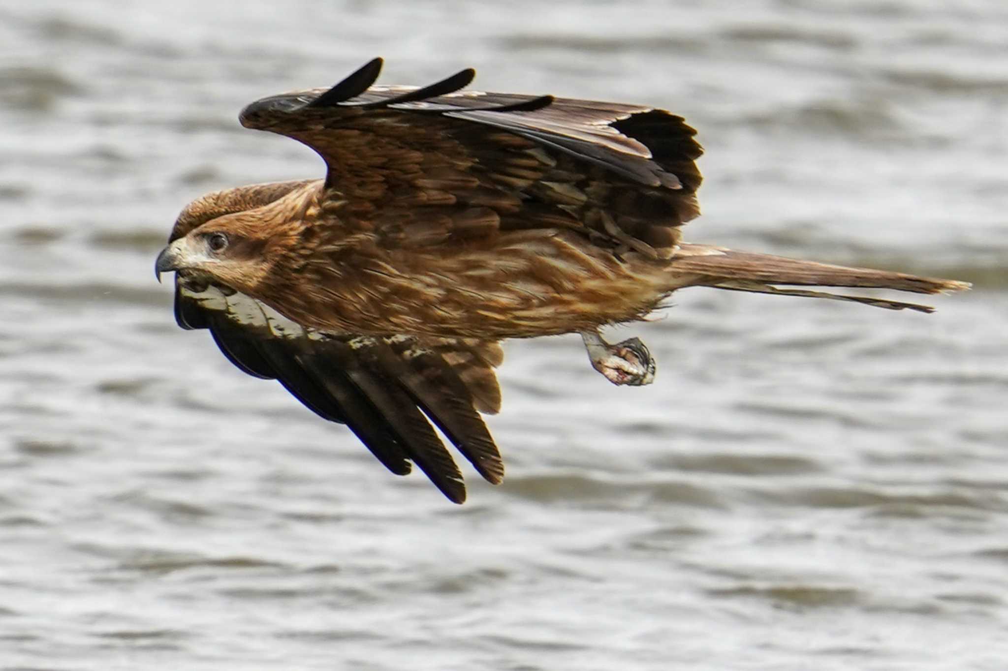 Black Kite