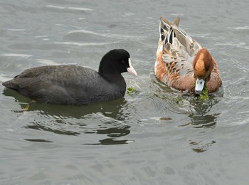 Eurasian Wigeon Yatsu-higata Tue, 10/24/2017