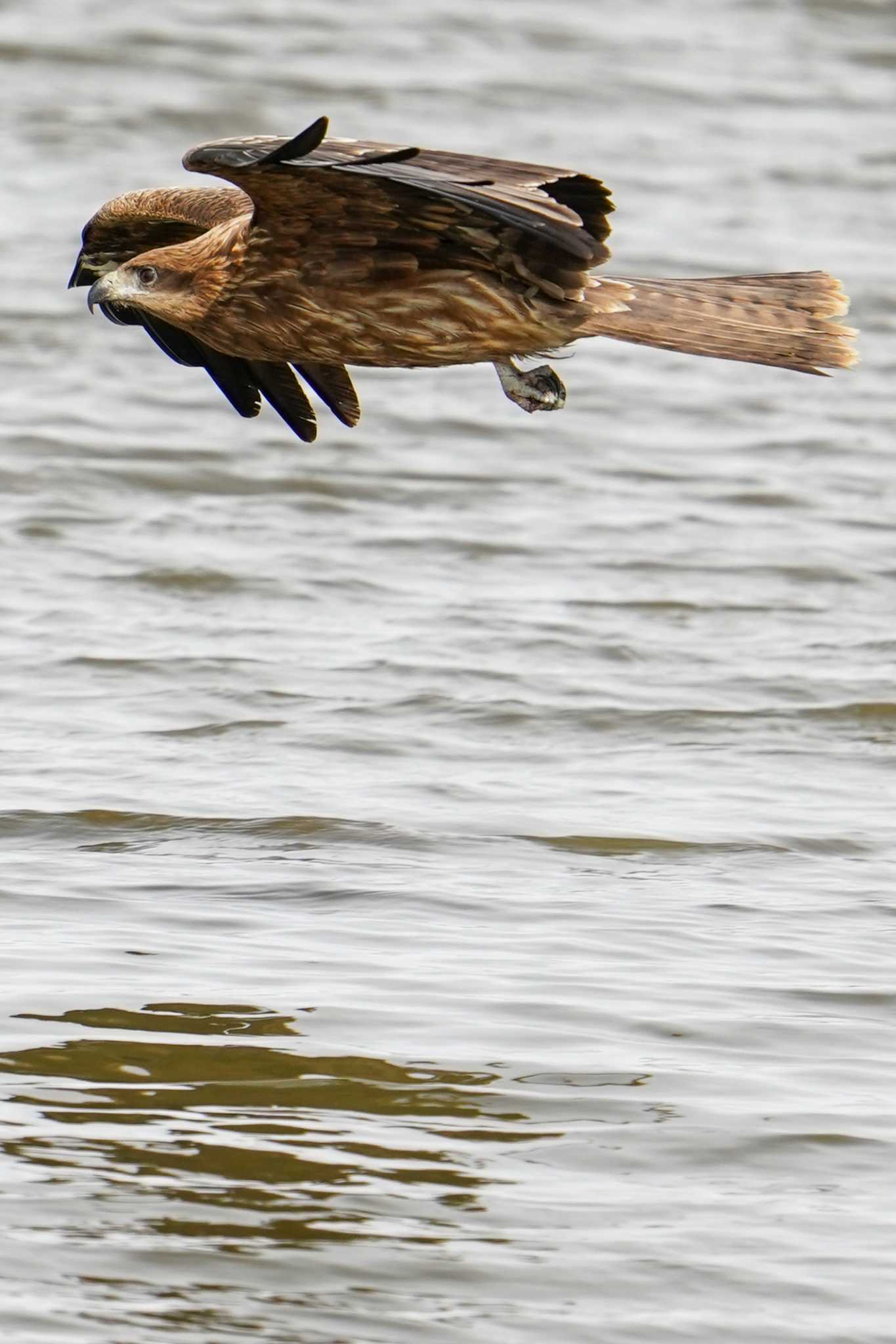 Black Kite