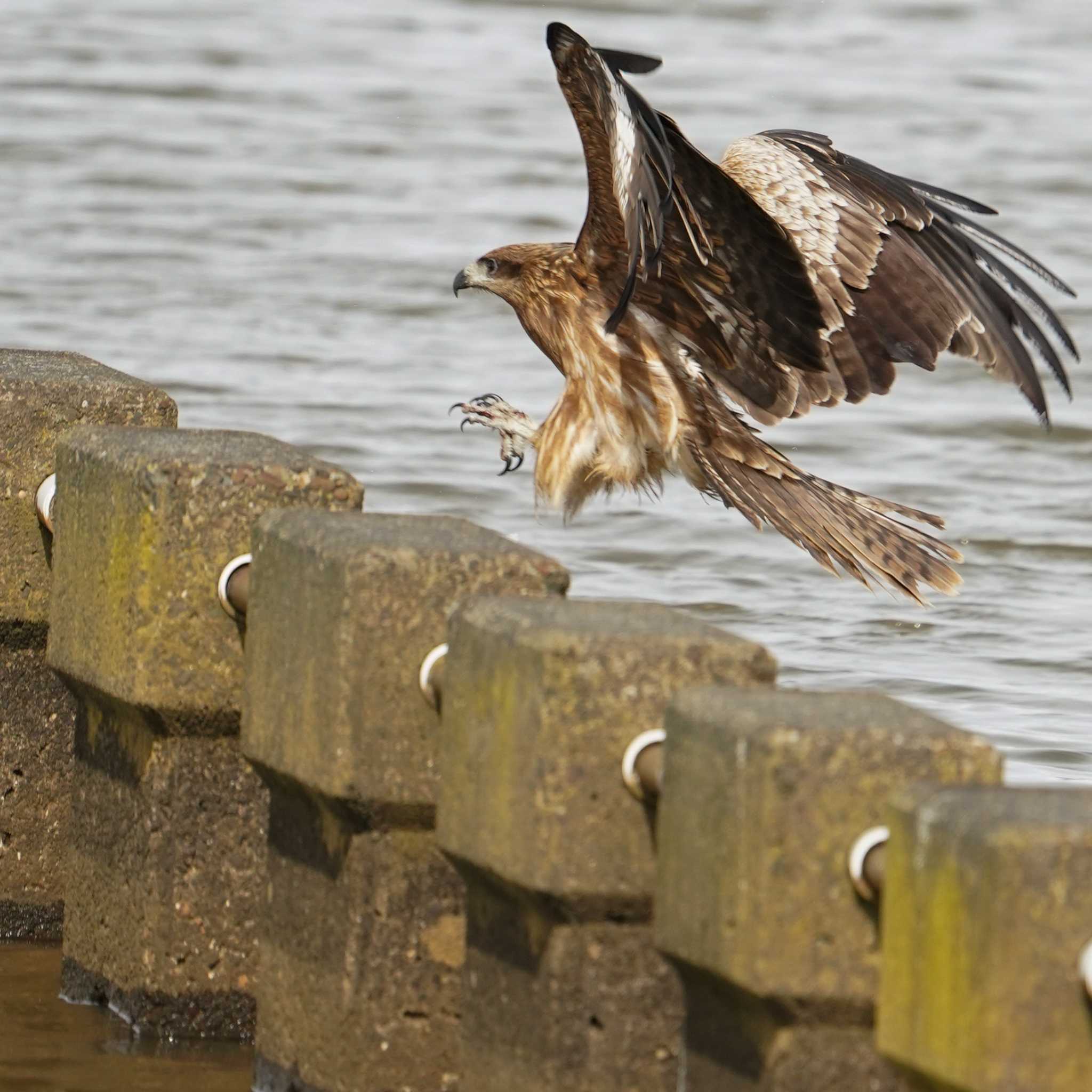 Black Kite