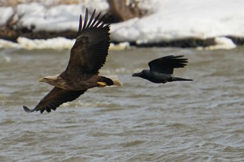 2022年3月21日(月) 石狩 茨戸川の野鳥観察記録