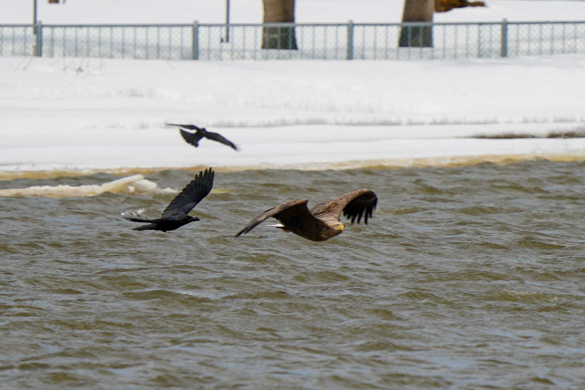 White-tailed Eagle