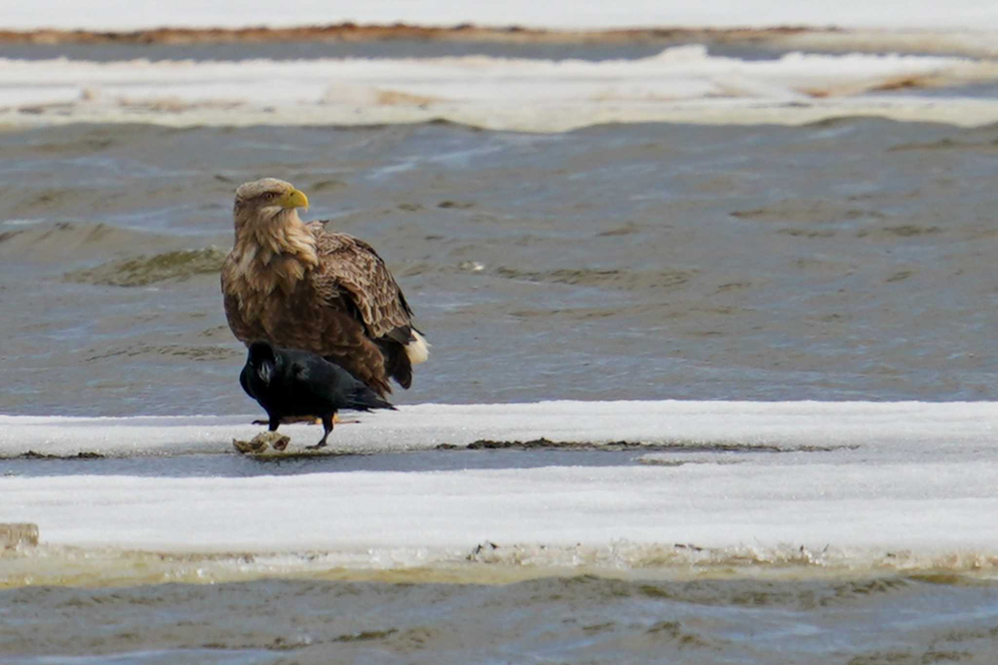 White-tailed Eagle