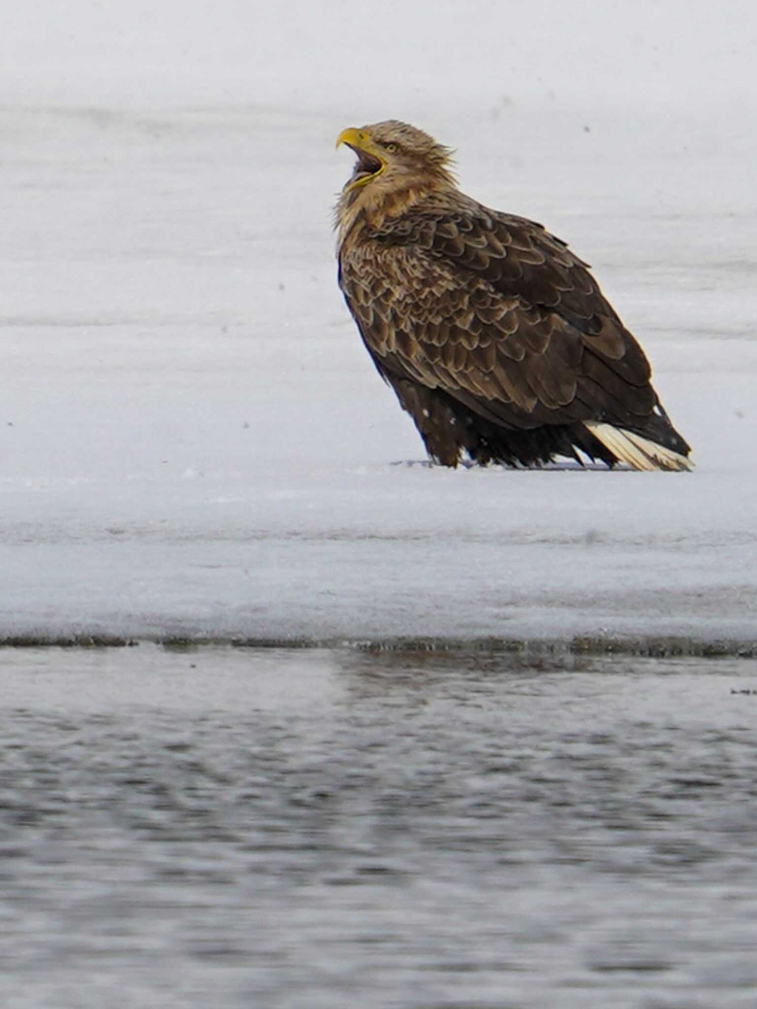 White-tailed Eagle