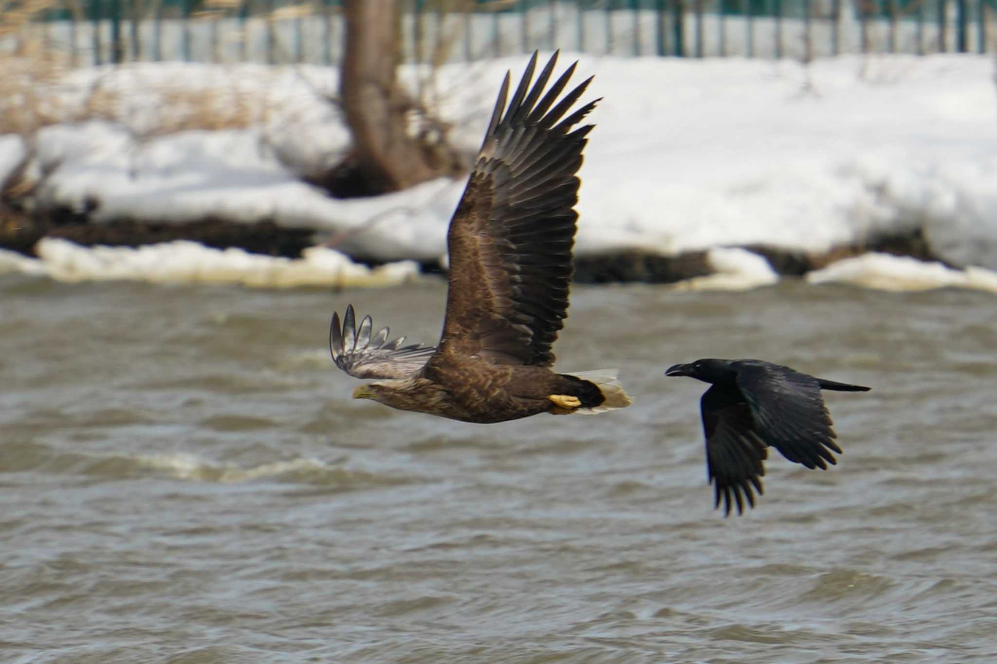 White-tailed Eagle