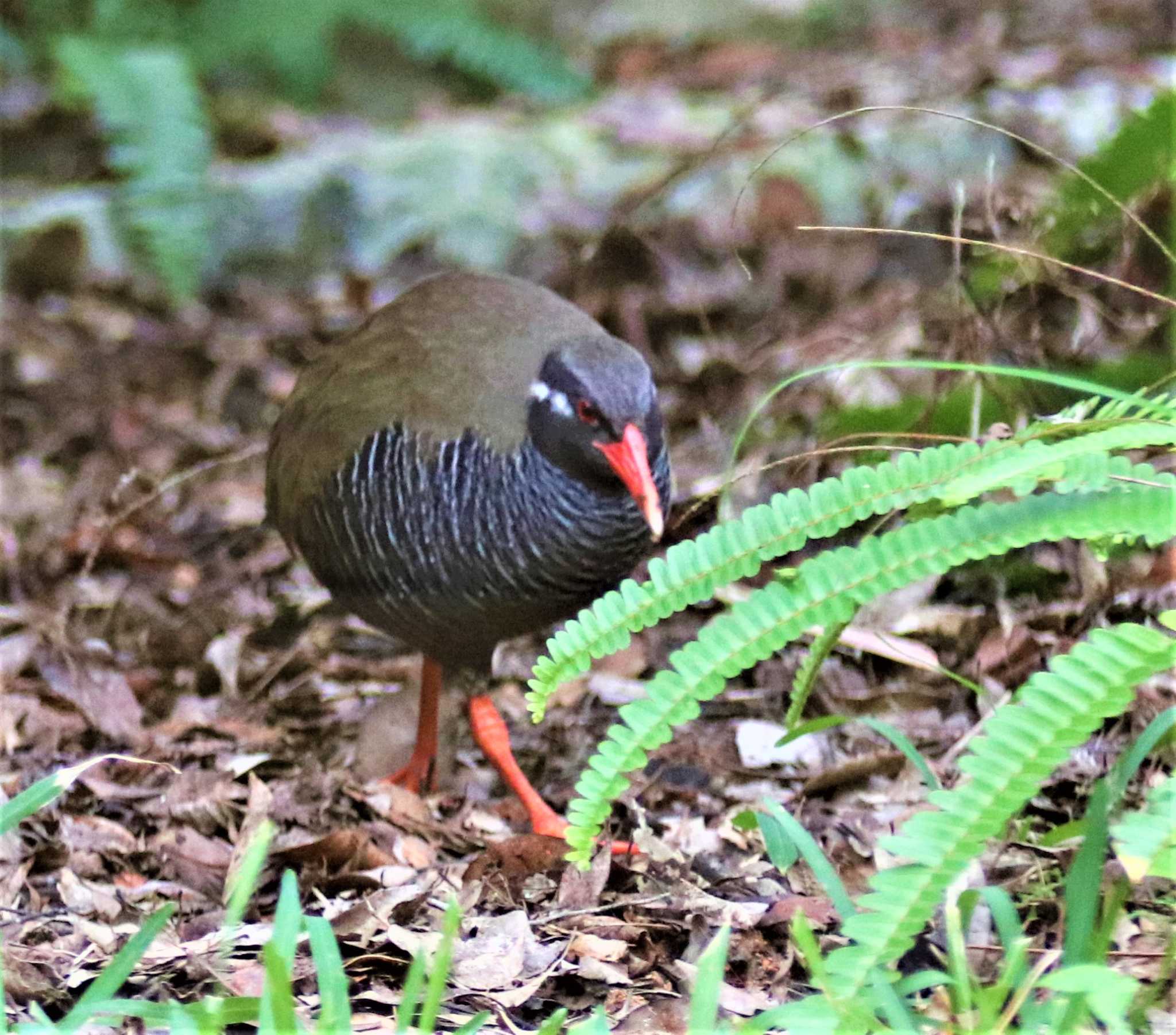 ヤンバルクイナ by Hokkaido.univ