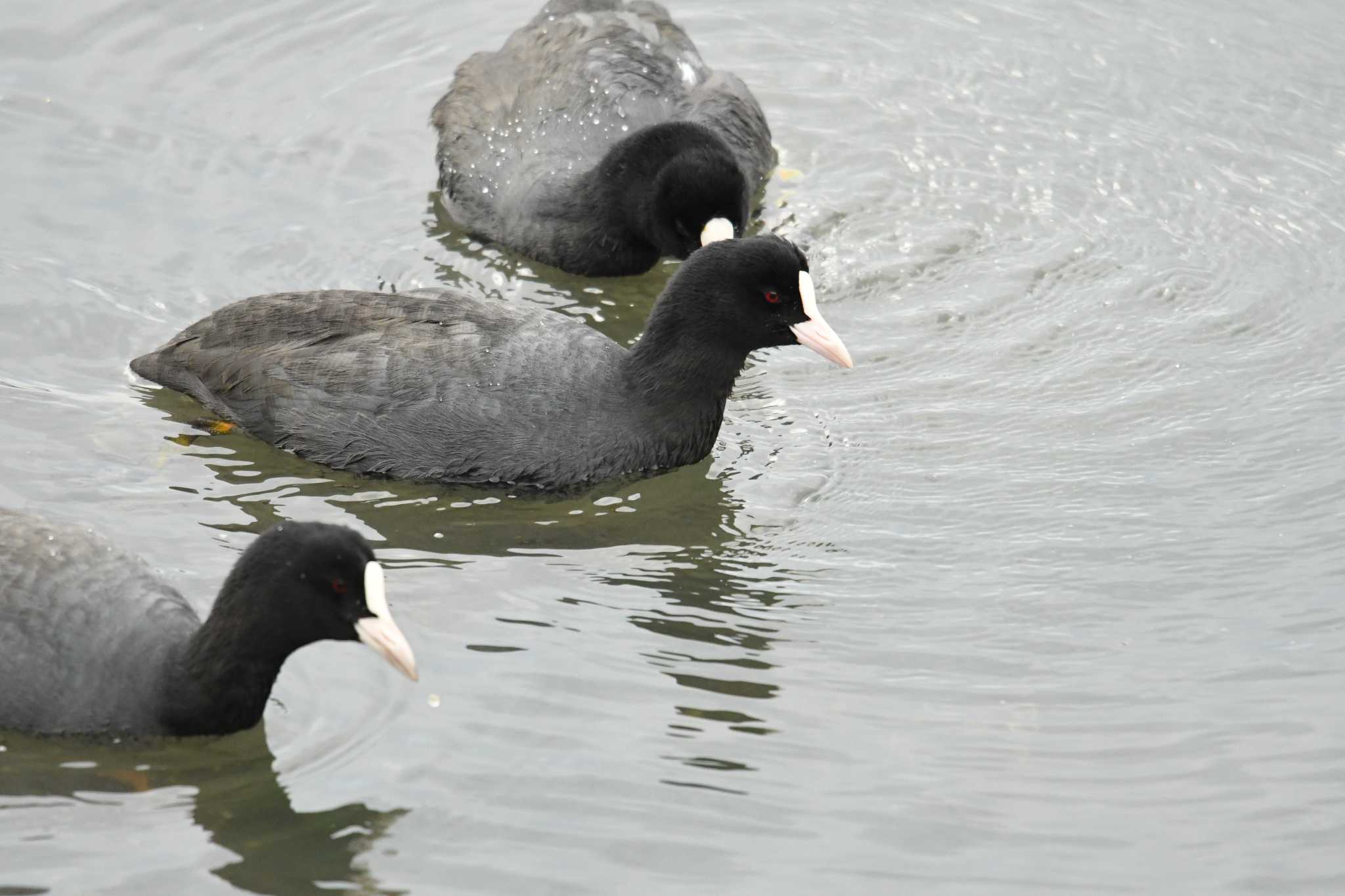 Photo of Eurasian Coot at Yatsu-higata