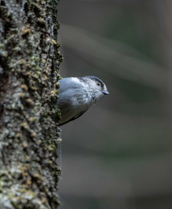 Long-tailed Tit 滋賀県甲賀市甲南町創造の森 Mon, 3/21/2022