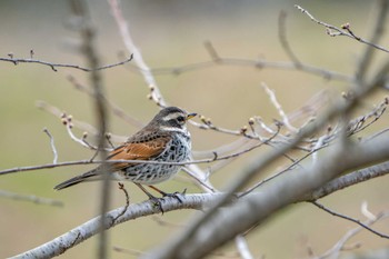 Mon, 3/21/2022 Birding report at Rokuha Park