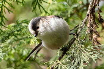 Long-tailed Tit 滋賀県甲賀市甲南町創造の森 Mon, 3/21/2022