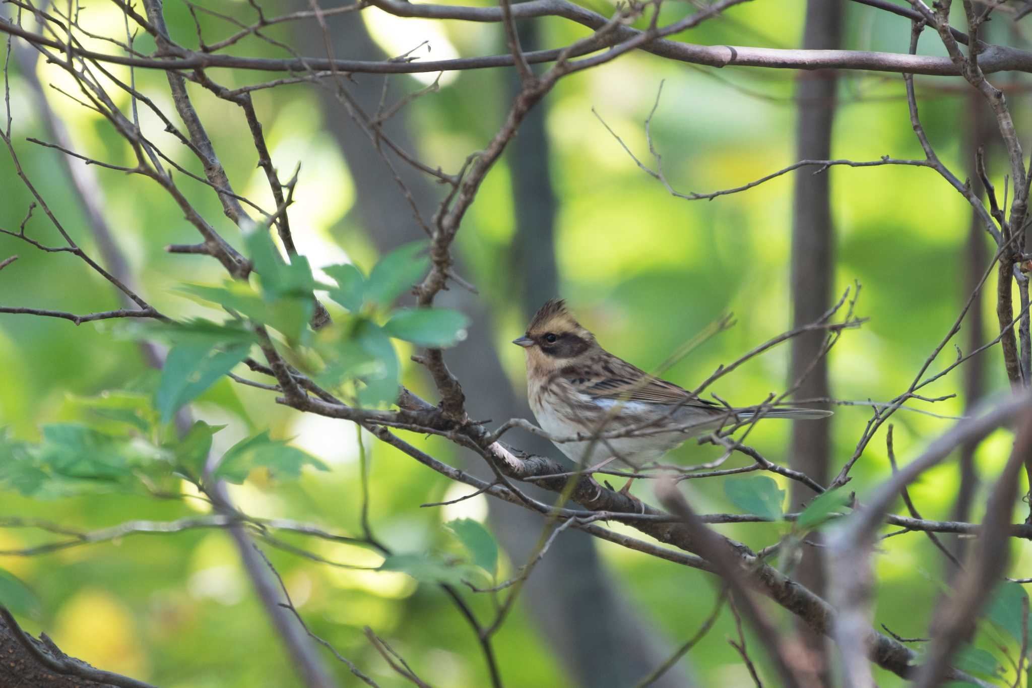 Photo of Yellow-throated Bunting at 滋賀県